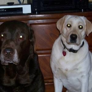 Meet your Posher, Diana